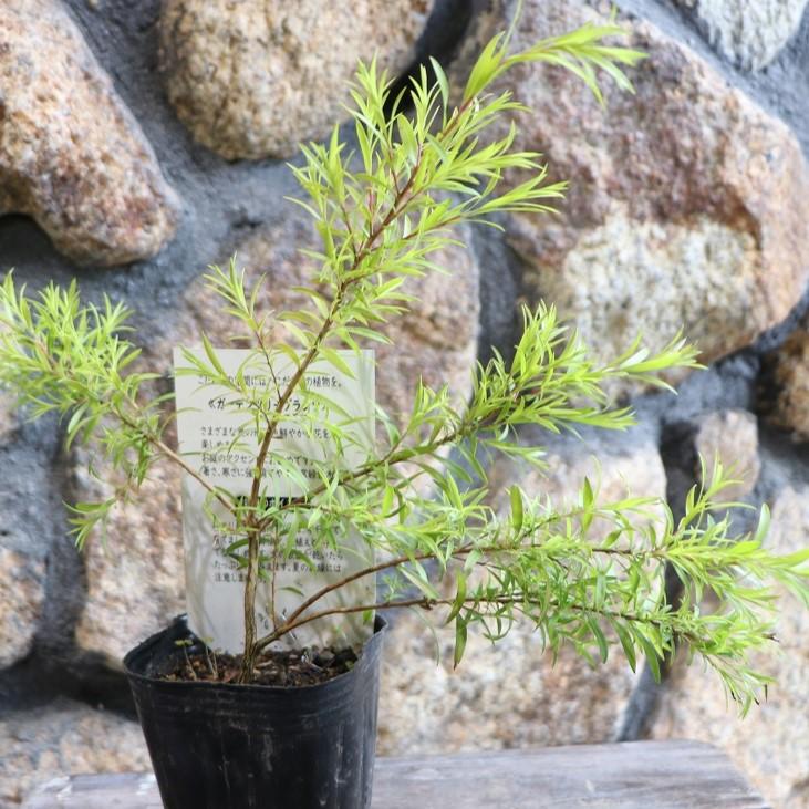 楽天市場】斑入り ヘンリーヅタ バリエガータ 2.5〜3号ポット苗 寄せ