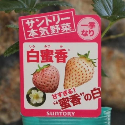 楽天市場】サントリー イチゴ苗 蜜香 3号ポット苗 一季なり : グリーン