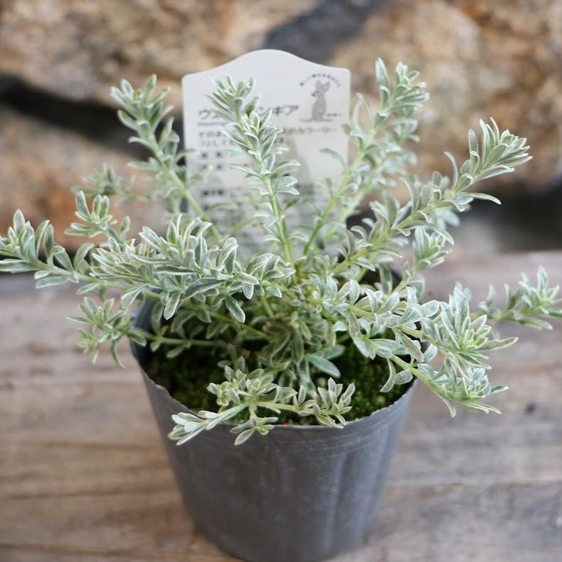 斑入り　ヘンリーズタ　ポット苗 斑入り ヘンリーズタ ポット苗