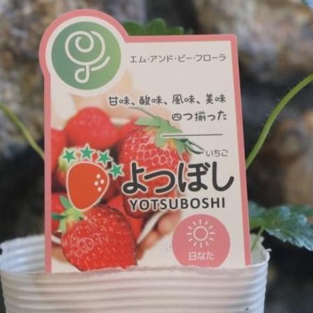 楽天市場】四季なり いちご よつぼし 3.5号ポット苗 プランター栽培