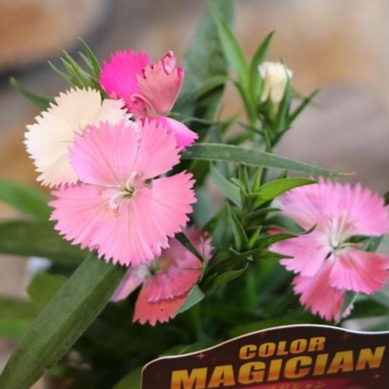 楽天市場】【ナデシコ属】四季咲きナデシコ常夏フォエバーカルメン3.5