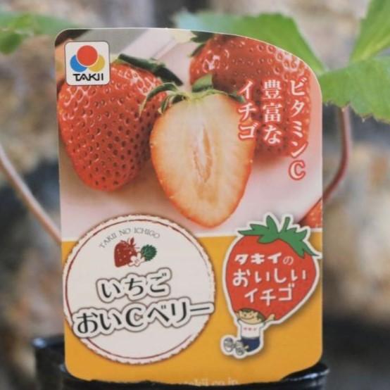 楽天市場】タキイ イチゴ苗 ジャンボイチゴ まんぷく2号 4号ポット苗