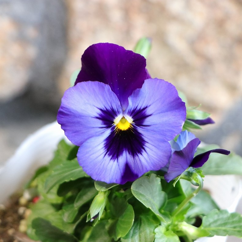 楽天市場】タキイ 極小輪 ビオラ 冬色クレヨン あずき 3.5号ポット苗