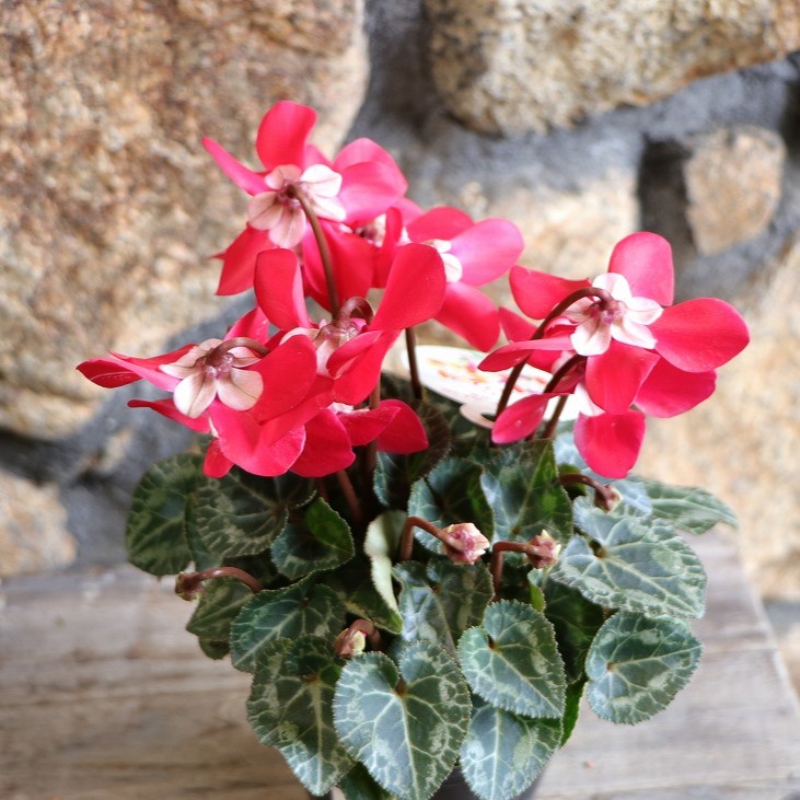 楽天市場】変わり咲き ミニシクラメン ジックス ワインレッド 3〜3.5号