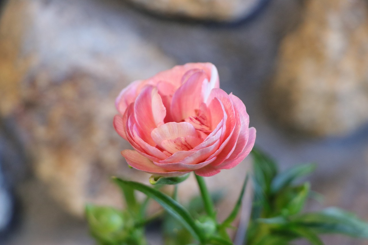 ラナンキュラス ラックス ヘレン 4～5号ポット苗 寄せ植え 花壇 鉢植え