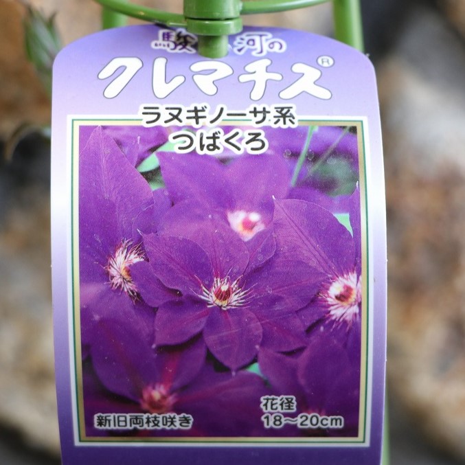 クレマチス マダム•バロン•バイロード 2年生苗 正規品ラベル付き 国