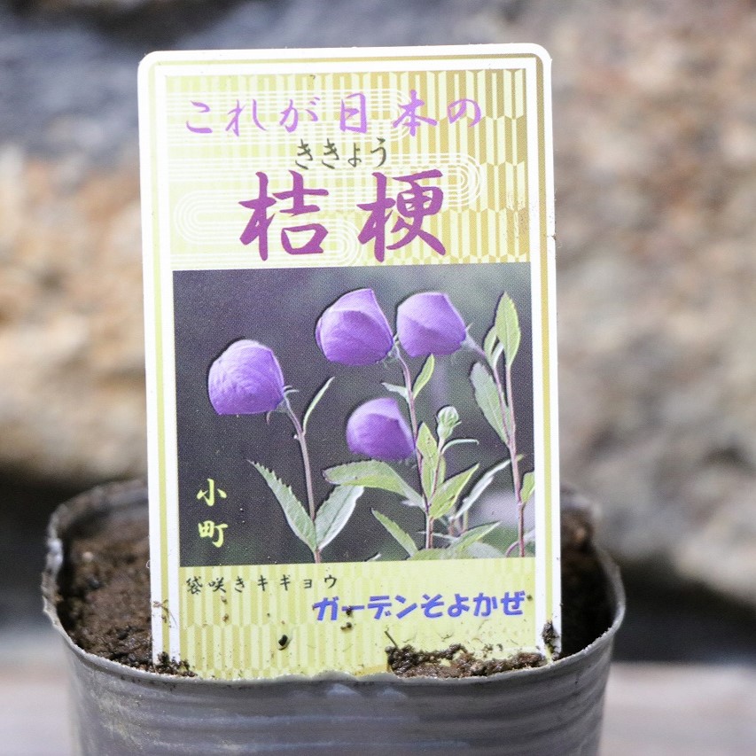桔梗様 imgrc0098681361.jpg