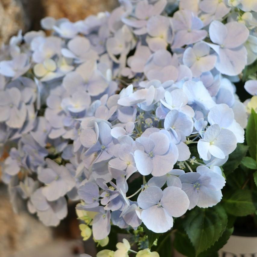 楽天市場】PW アジサイ ラグランジア クリスタルヴェール 5号鉢