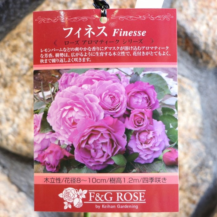 楽天市場】バラ 七夜月 ななよづき 新苗 3.5号鉢 京阪園芸 薔薇