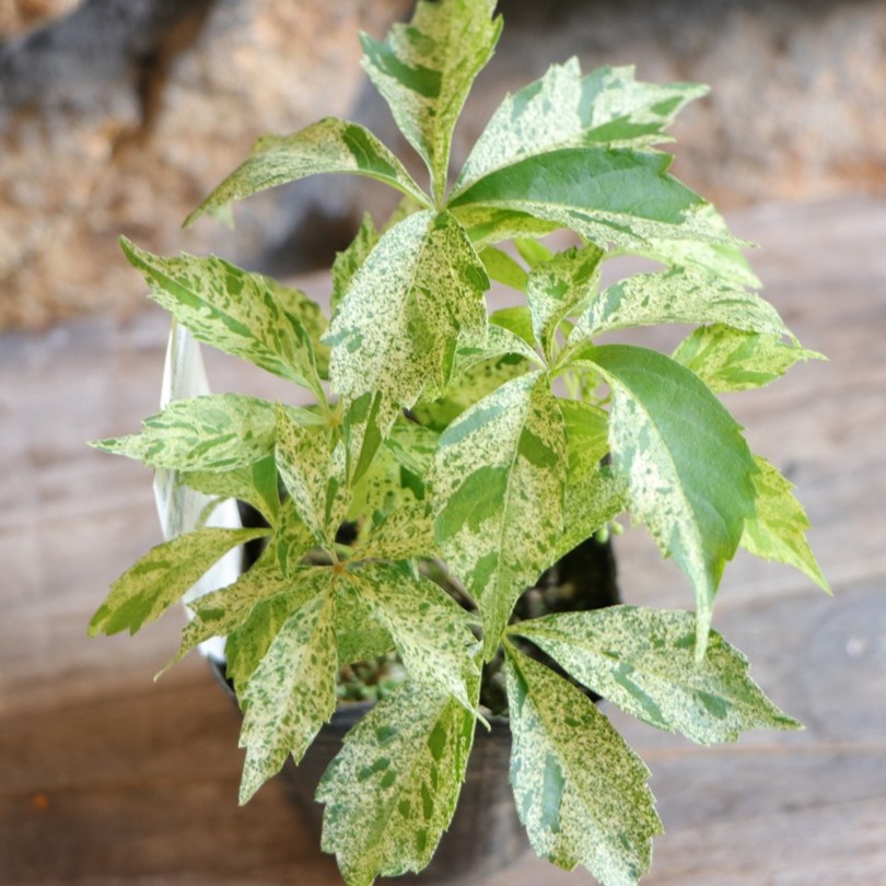 楽天市場】ヘンリーヅタ 3号ポット苗(J03-6) : 千草園芸