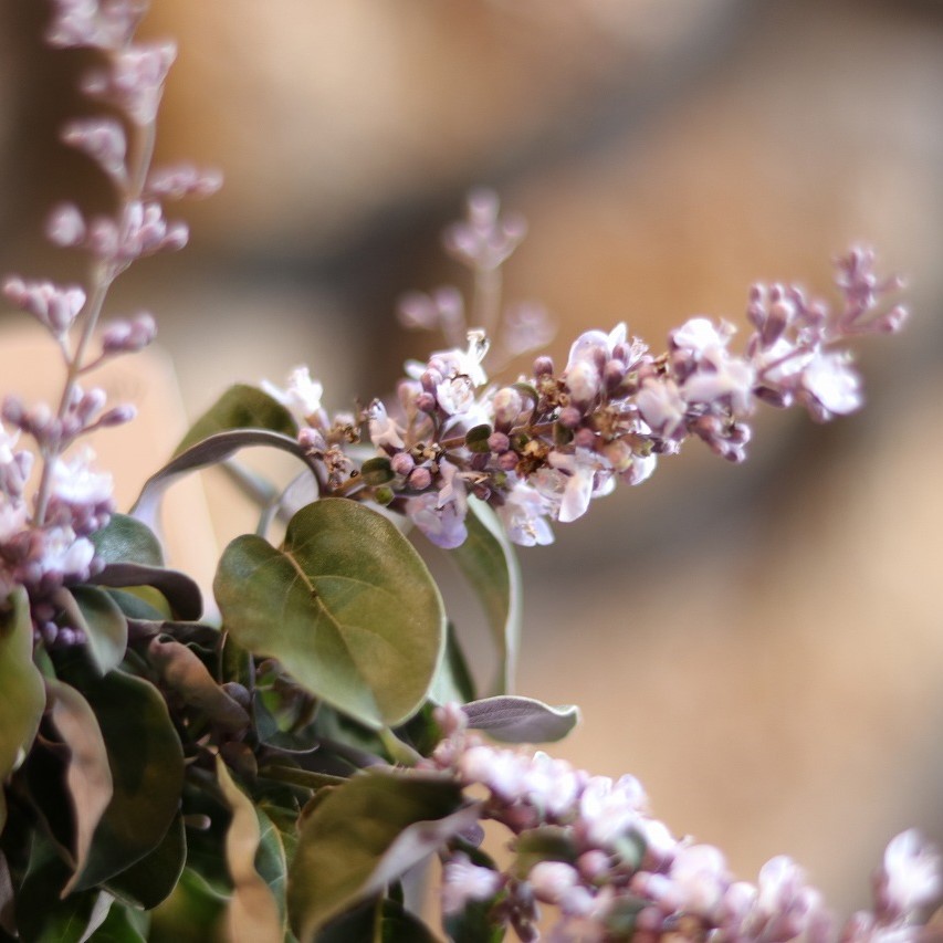 【レアカラー】FERNANDES パープル 薄紫 楽天市場】ラブラドライト パープル ピンク ブレスレット 7mm