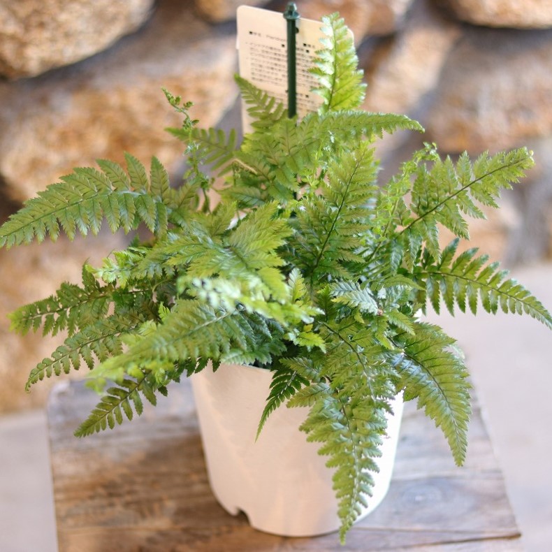 楽天市場】【契約農家直送商品】 シダ タマシダ 3.5号ポット苗 【3株