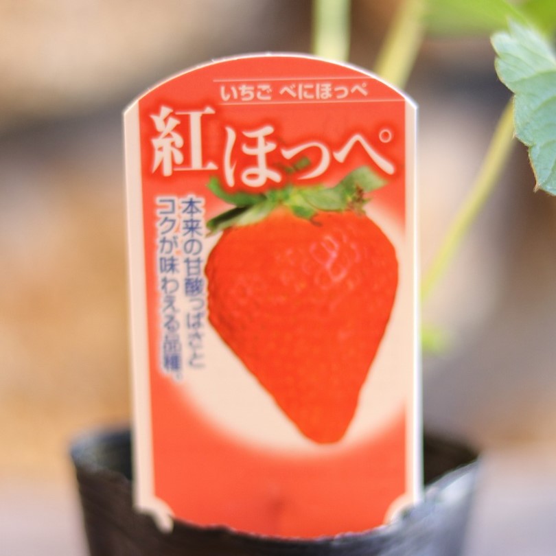 楽天市場】イチゴ・紅ほっぺ3.5号苗 いちご 苺 数量限定の