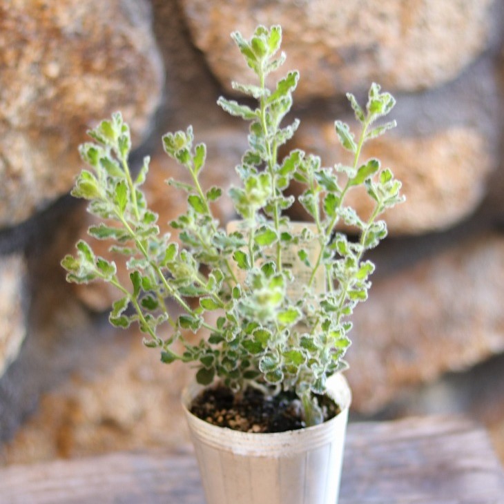 楽天市場】斑入り ヘンリーヅタ バリエガータ 2.5〜3号ポット苗 寄せ