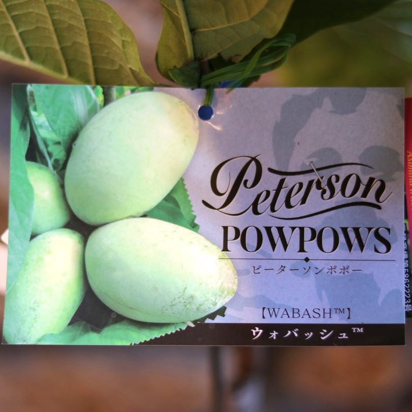 楽天市場】ポポー ワバッシュ(ウォンバッシュ) 接ぎ木苗 6号 ピーター