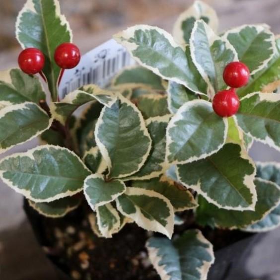 楽天市場】斑入り葉万両（マンリョウ）福包（フクツツミ）3号苗（h42