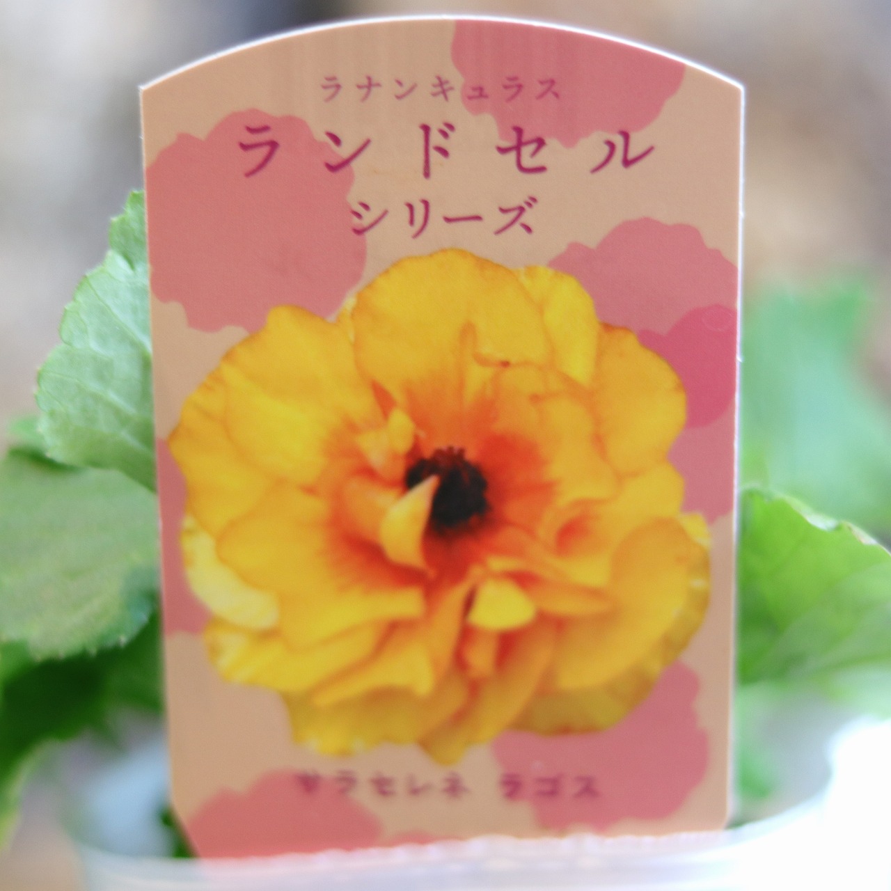 楽天市場】ラナンキュラス ランドセル サラセレネ ジャシンタ 3.5〜4号