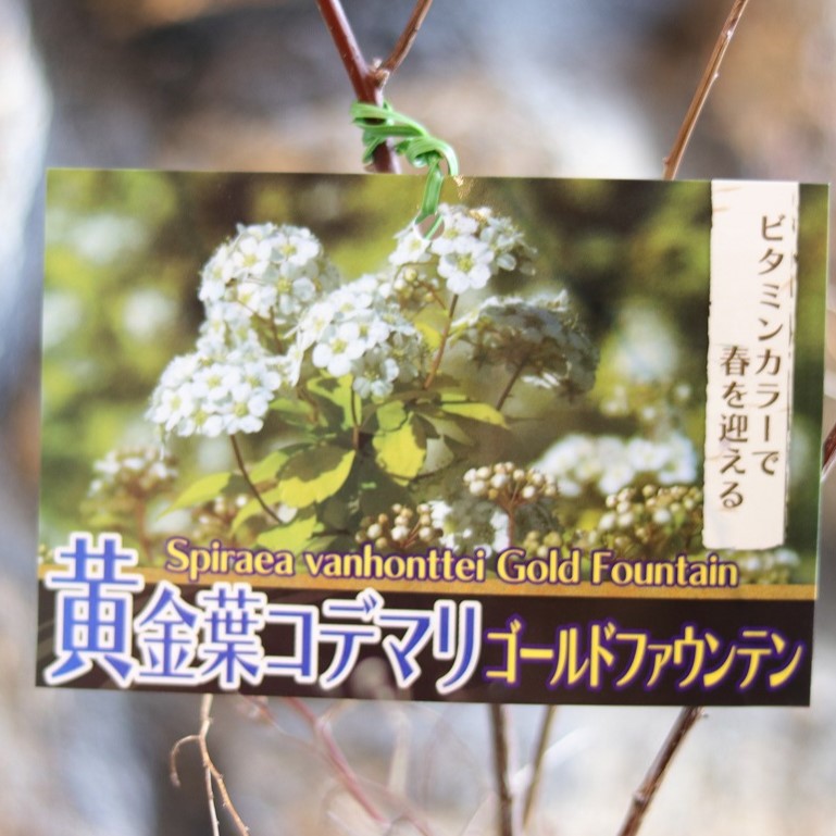 楽天市場】グレビレア ゴールド 4号鉢 寄せ植え 花壇 鉢植え 地