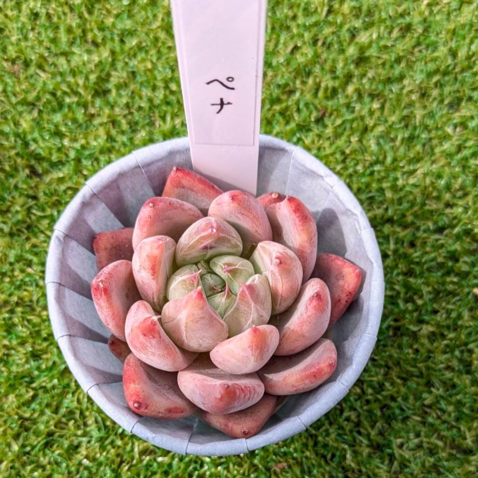 楽天市場】多肉植物 苗 ピカチュウ 韓国産 抜き苗 韓国苗 : Lea Mala