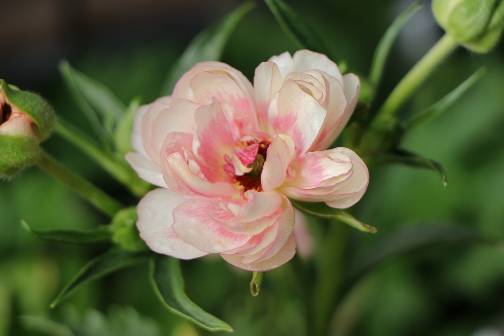 ラナンキュラスラックス苗.ヘレン．5号鉢ごと，来季用 ラナンキュラスラックス苗.ヘレン．5号鉢ごと，来季用 ラナンキュラス