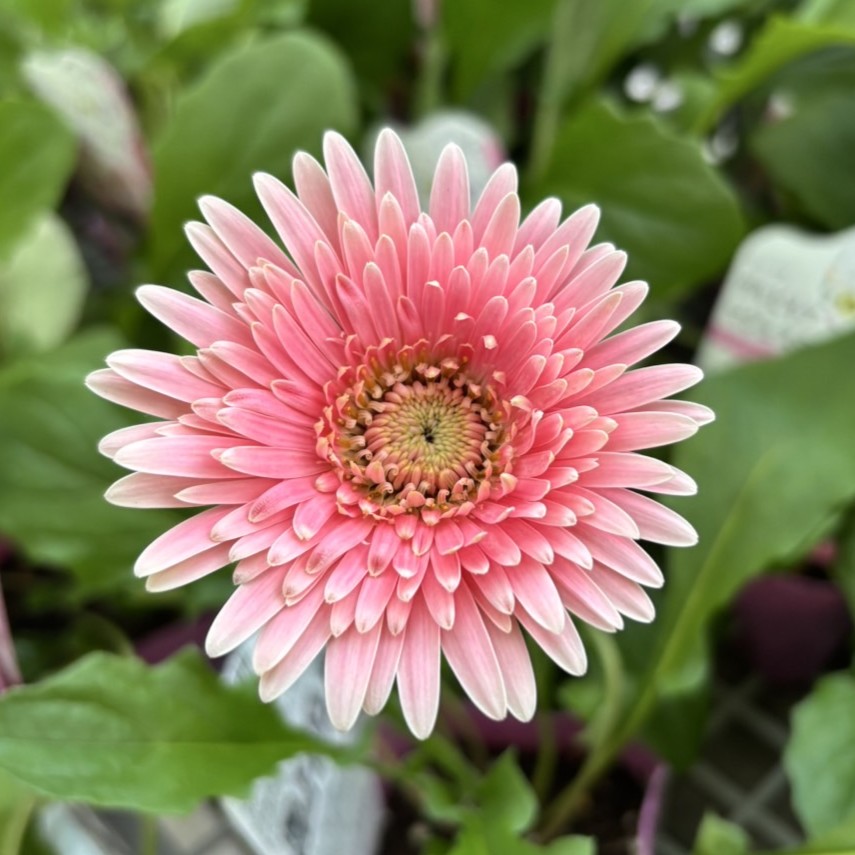 楽天市場】タキイ 宿根ガーベラ 八重咲大輪系 ガルビネア