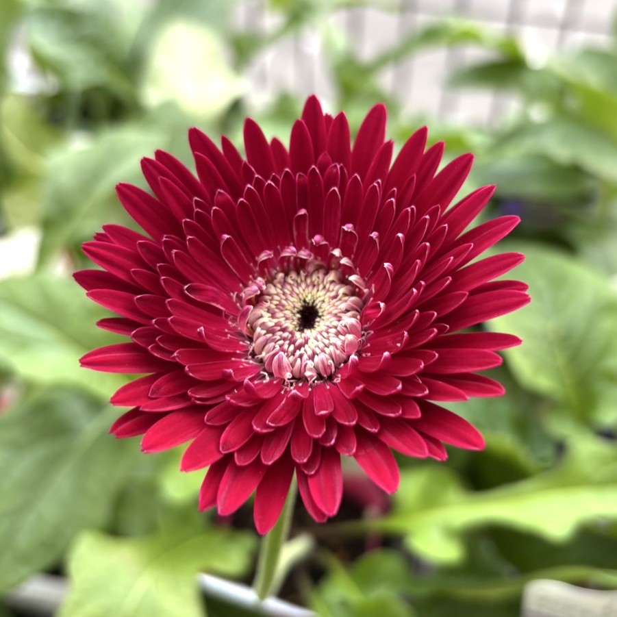 楽天市場】タキイ 宿根ガーベラ 八重咲大輪系 ガルビネア