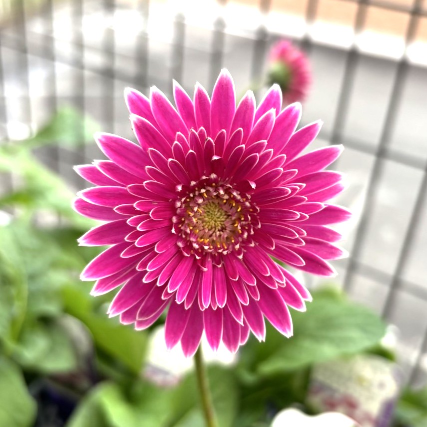 楽天市場】タキイ 宿根ガーベラ 八重咲大輪系 ガルビネア