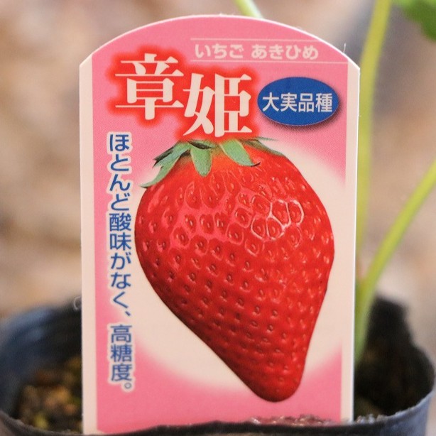 いちご苗　章姫　３寸 ５０個セット 専用出品　やぁ様用 いちご苗 章姫 3寸 50個セット 専用出品 やぁ様用 苺（いちご・