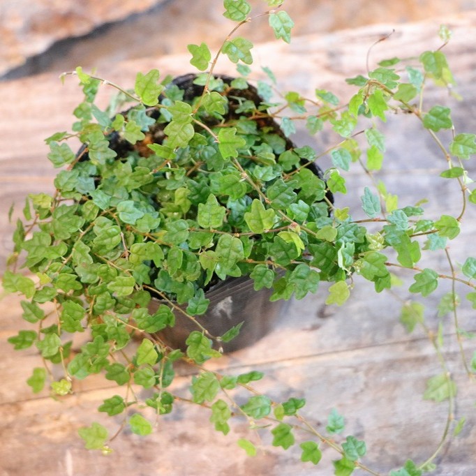 楽天市場】斑入り ヘンリーヅタ バリエガータ 2.5〜3号ポット苗 寄せ