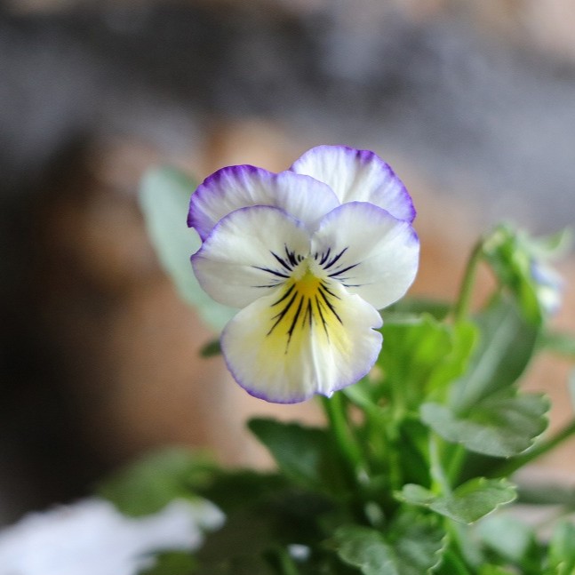 確認用 神戸べっぴんさんビオラブルーシャドウなりそこない？フリル