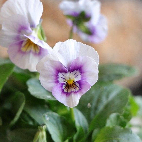 楽天市場】フリル咲き ビオラ エッグタルト 3.5号ポット苗 寄せ植え