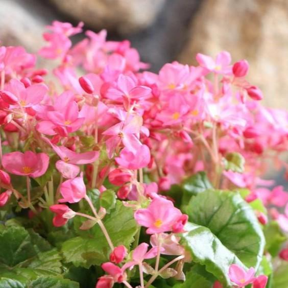 楽天市場】予約販売 アセビ クリスマス チェアー 9cmポット 開花