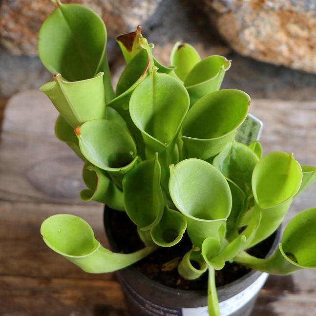 楽天市場】食虫植物 ヘリアンフォラ ミノール交配 ミノールhyb 3号鉢