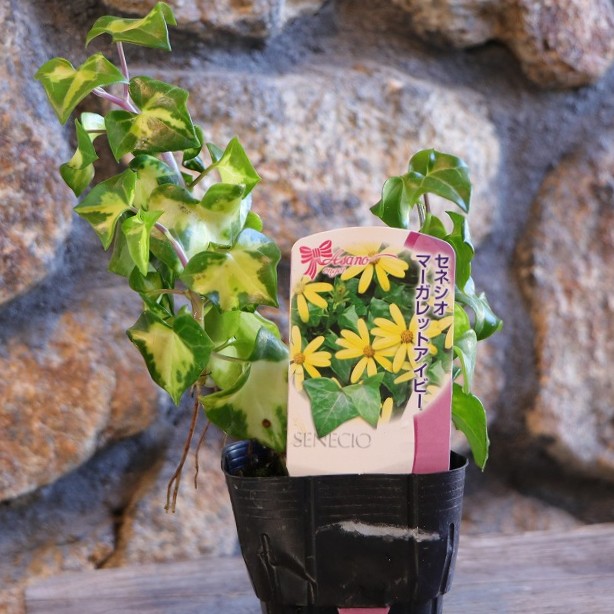 ドライフラワーマトリカリア　スターフラワー　ネックレス　黒猫　黄緑 楽天市場】一重咲き マトリカリア 3〜3.5号ポット苗 寄せ植え 花壇