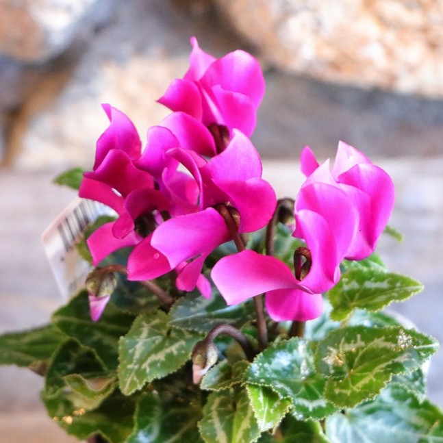 楽天市場】斑入り ガーデンシクラメン 花苗 花芽付 サクラソウ科