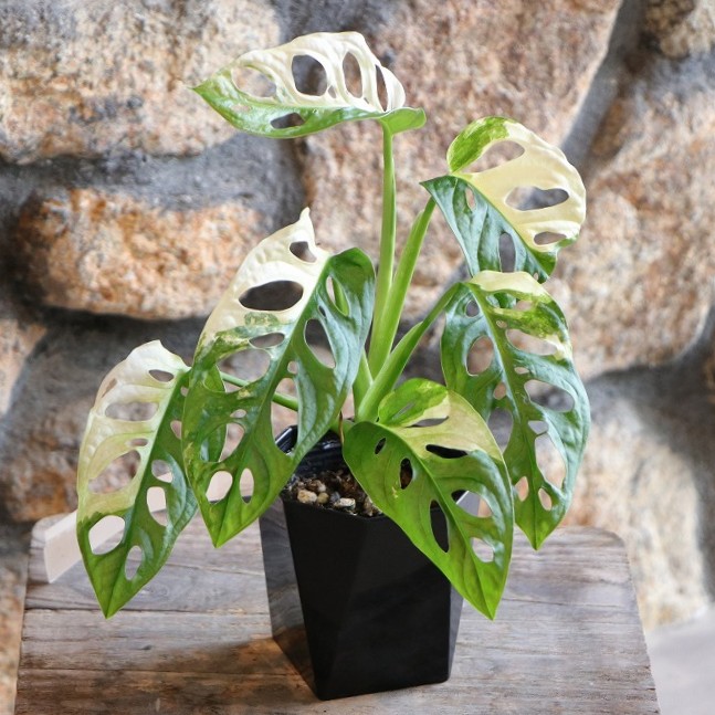 楽天市場】マドカズラ モンステラ 4号鉢 観葉植物 室内 新築祝い 大型