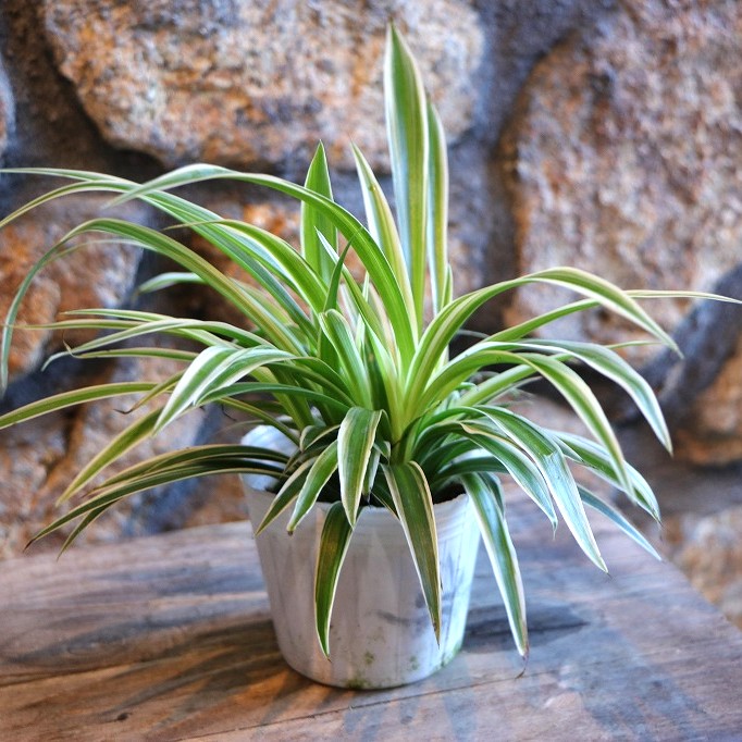 楽天市場】斑入り ヘンリーヅタ バリエガータ 2.5〜3号ポット苗 寄せ