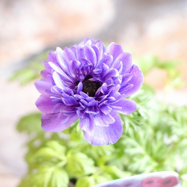 楽天市場】予約販売 アネモネ 苗 コロナリアダブル 10.5cmポット