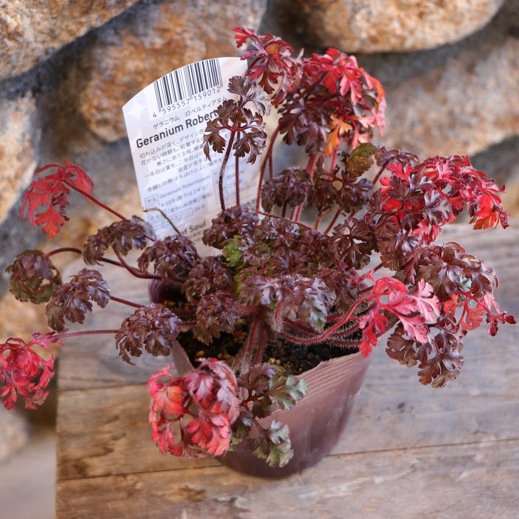 楽天市場】ゼラニウム カリエンテ ピンク 3.5号ポット苗 ゼラニューム