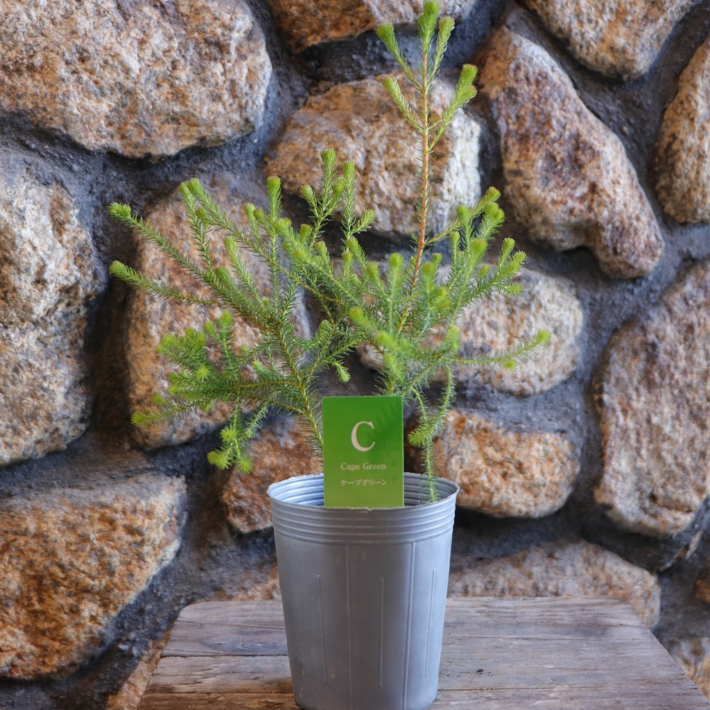 楽天市場】斑入り ヘンリーヅタ バリエガータ 2.5〜3号ポット苗 寄せ