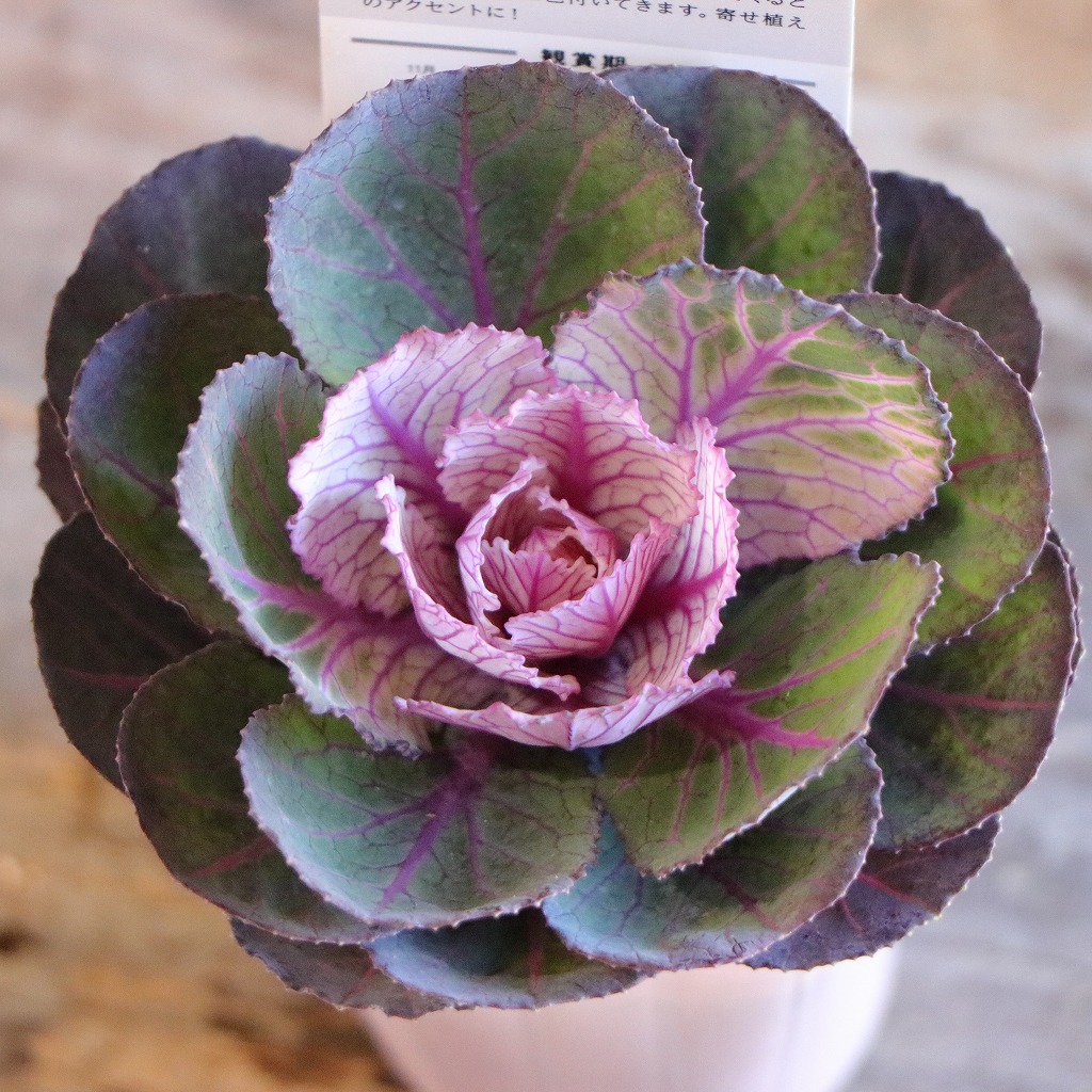 楽天市場】踊りハボタン 丸葉ホワイト 3本踊り仕立て 3.5号ポット苗