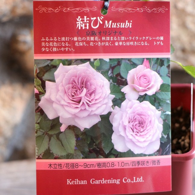 楽天市場】バラ 七夜月 ななよづき 新苗 3.5号鉢 京阪園芸 薔薇