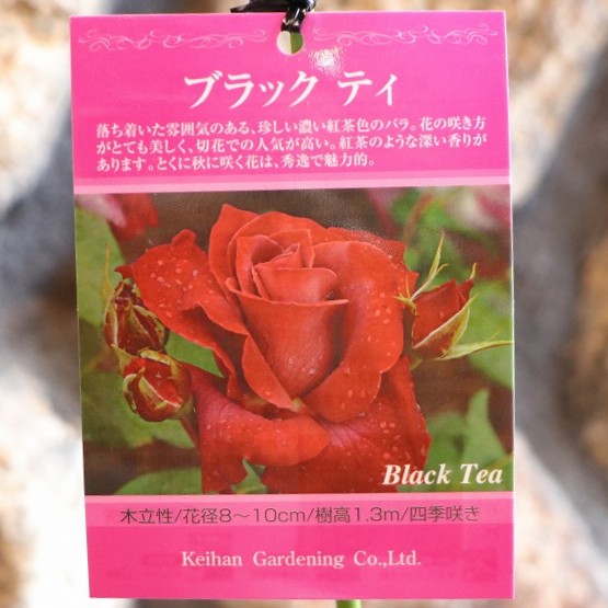 楽天市場】バラ 七夜月 ななよづき 新苗 3.5号鉢 京阪園芸 薔薇