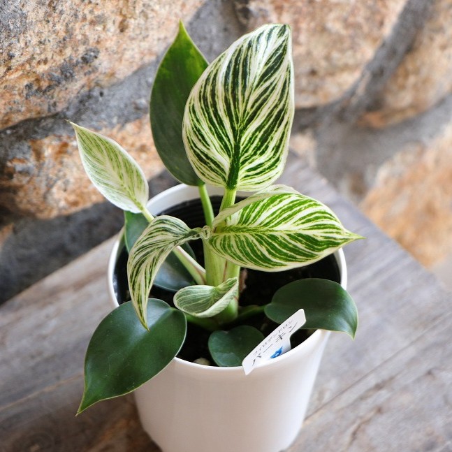 楽天市場】斑入り ヘンリーヅタ バリエガータ 2.5〜3号ポット苗 寄せ