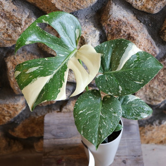 おまとめ2点　寄せ植え、斑入りモンステラmeroron＊mamaです。 送料無料】観葉植物ギフト モンステラおまかせ寄せ植え