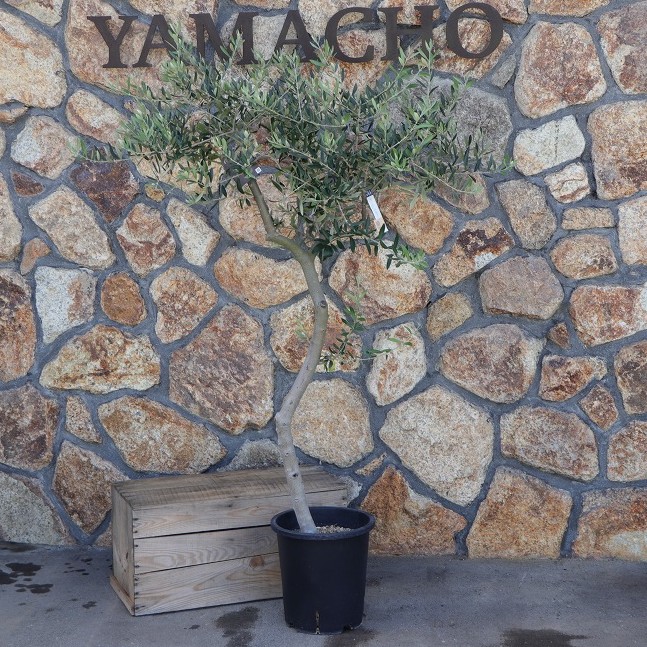 楽天市場】【現品1点物・高さ170cm】 創樹 オリーブ セントキャサリン