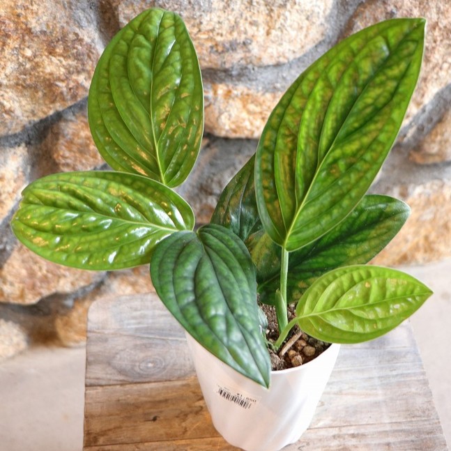 楽天市場】観葉植物 希少！ モンステラ シャトルウイング 4号鉢 観葉