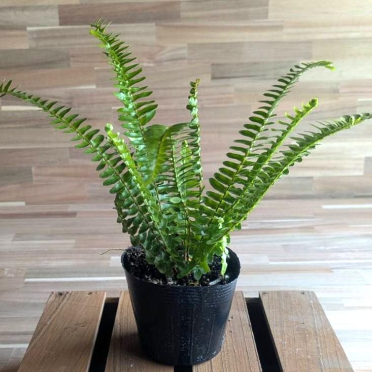 楽天市場】シダ 苗 【ディクソニア アンタルクティカ】 プラスチック