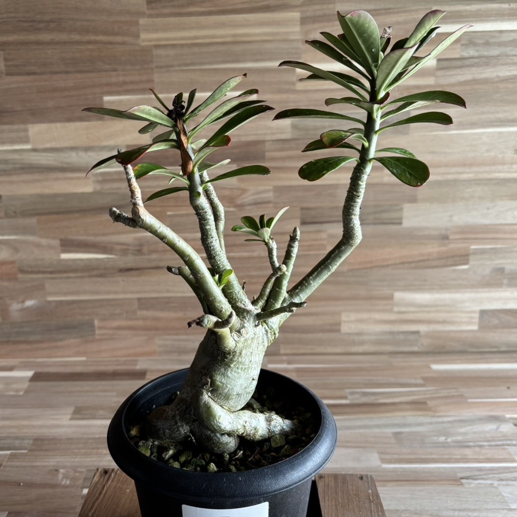 【契約農家直送商品】【現品４】 塊根植物 アデニウム オペスム 5号鉢 多肉植物 コーデックス 砂漠のバラ お洒落 可愛い カッコイイ インテリア 室内 花 苗 希少｜グリーンプラザ山長　店