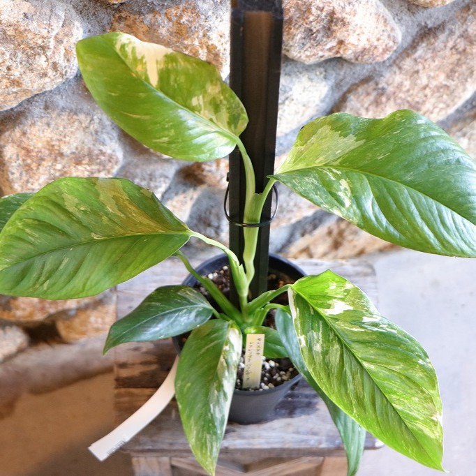 楽天市場】【現品お届け】モンステラ レクレリアナ バリエガータ